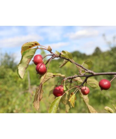 Jabłoń purpurowa 'Pendula' (łac. Malus x purpurea)