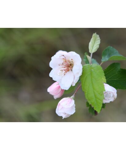 Jabłoń wieńcowa 'Charlottae' (łac. Malus coronaria)