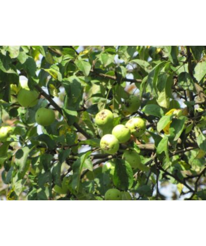 Jabłoń wschodnia (łac. Malus orientalis)