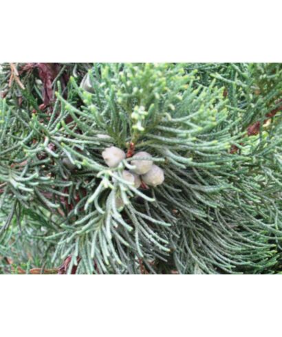 Jałowiec chiński 'Blaauw' (łac. Juniperus chinensis)