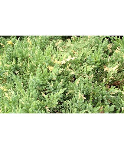 Jałowiec chiński 'Expansa Variegata' (łac. Juniperus chinensis)