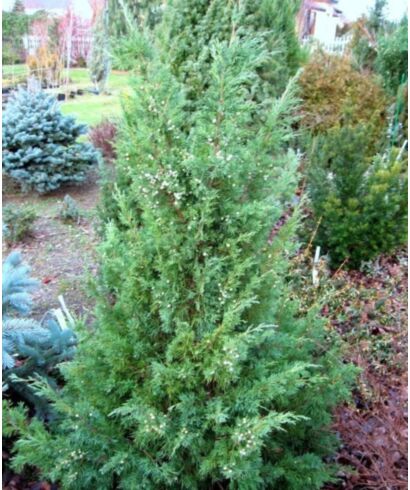Jałowiec chiński 'Iowa' (łac. Juniperus chinensis)
