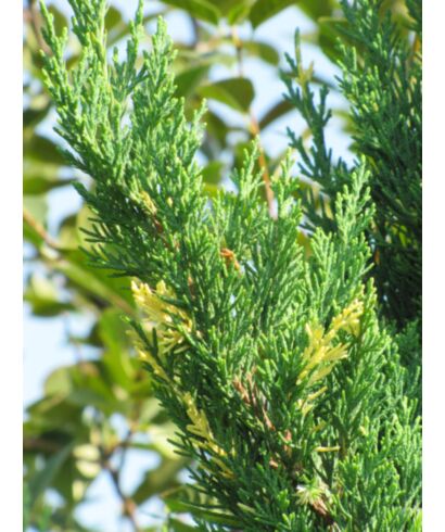 Jałowiec chiński 'Variegata' (łac. Juniperus chinensis)
