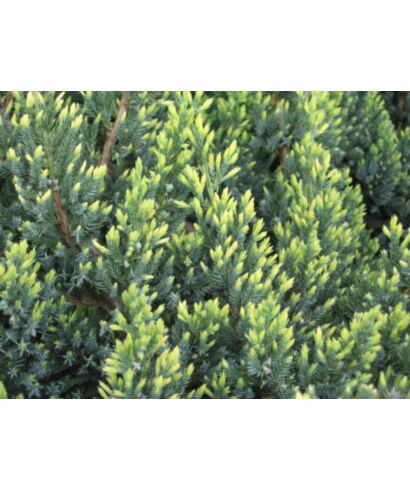 Jałowiec łuskowaty 'Holger' (łac. Juniperus squamata)
