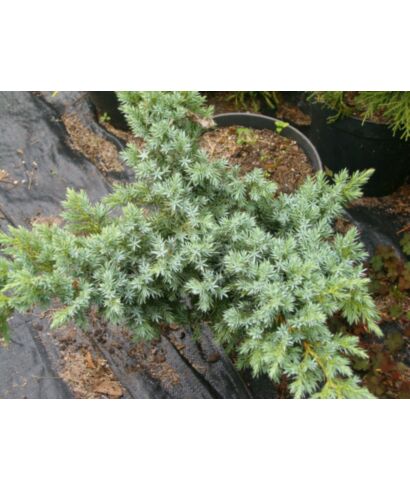 Jałowiec łuskowaty 'Hunnetorp' (łac. Juniperus squamata)