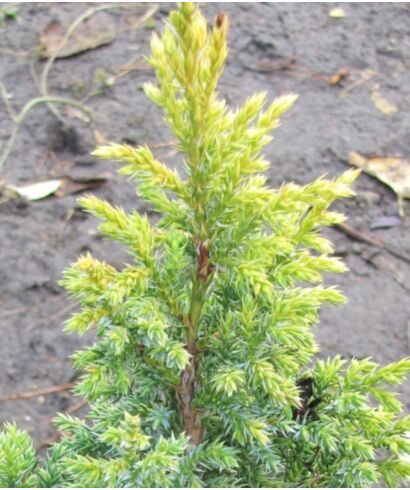 Jałowiec Pinga 'Hulsdonk Yellow' (łac. Juniperus pingii)