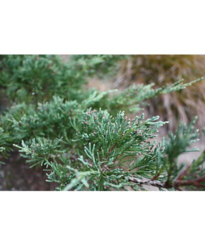 Jałowiec płożący 'Winter Blue' (łac. Juniperus horizontalis)