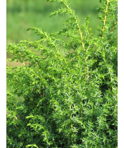 Jałowiec pospolity 'Bruns' (łac. Juniperus communis)