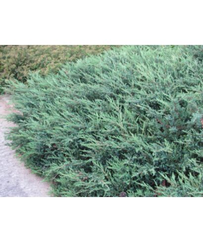 Jałowiec pospolity 'Depressa' (łac. Juniperus communis)