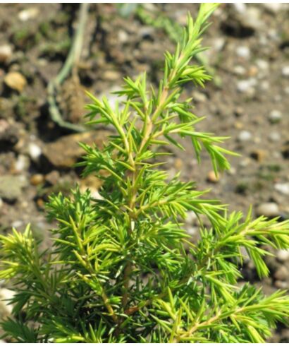 Jałowiec pospolity 'Schneverdingen Goldmachangel' (łac. Juniperus communis)