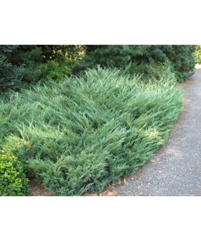 Jałowiec sabiński 'Glauca' (łac. Juniperus sabina)