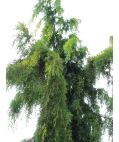 Jałowiec sztywny 'Pendula' (łac. Juniperus rigida)
