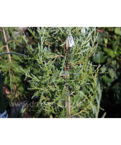 Jałowiec wirginijski 'Canaertii' (łac. Juniperus virginiana)