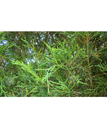 Jałowiec wirginijski 'Pseudocupressus' (łac. Juniperus virginiana)