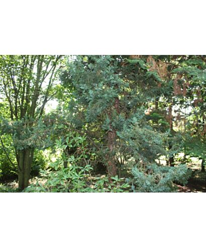 Jałowiec chiński (łac. Juniperus chinensis)