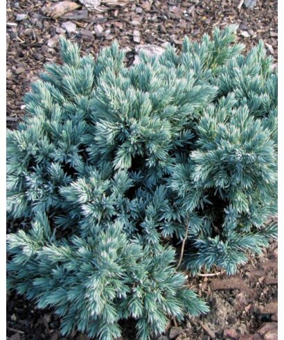 Jałowiec łuskowaty 'Blue Star' (łac. Juniperus squamata)