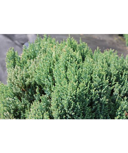 Jałowiec płożący 'Grey Pearl' (łac. Juniperus horizontalis)