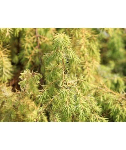 Jałowiec pospolity 'Kalebab' (łac. Juniperus communis)