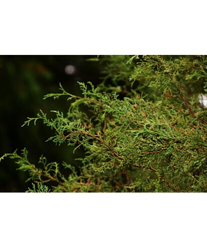 Jałowiec skalny (łac. Juniperus scopulorum)