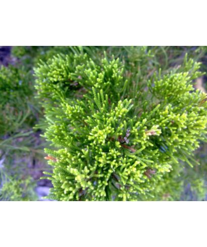 Jałowiec wirginijski 'Globosa' (łac. Juniperus virginiana)