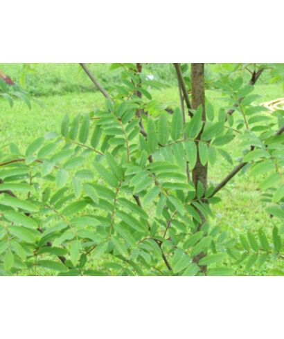 Jarząb pospolity podg. glarata  (łac. Sorbus aucuparia ssp.)