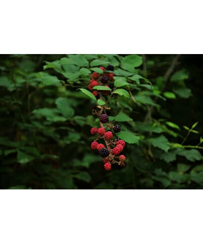 Jeżyna bezkolcowa (łac. Rubus fruticosus)