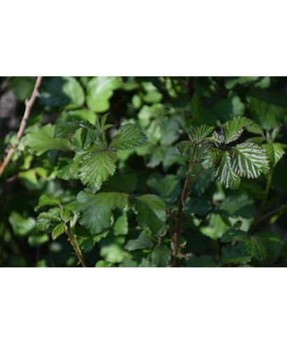 Jeżyna (Rubus ulmifolius) (łac. Rubus ulmifolius)