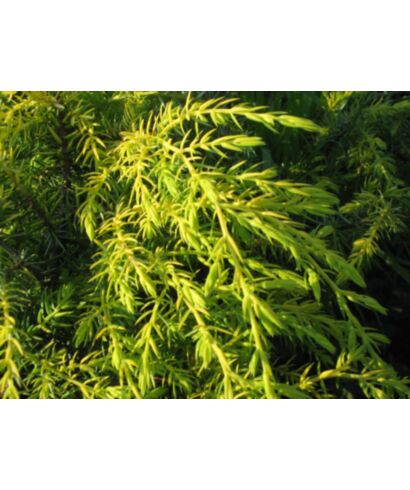 Jałowiec pospolity 'Depressa Aurea' (łac. Juniperus communis)