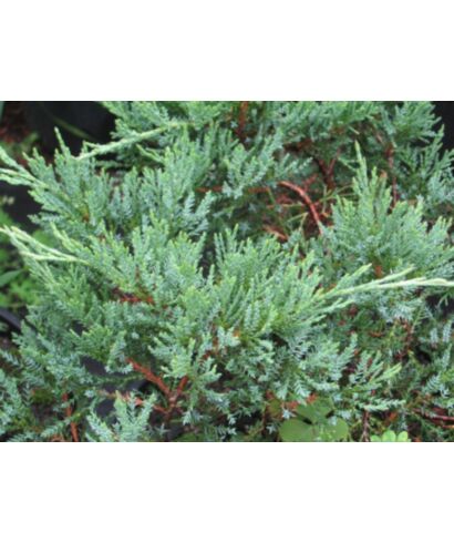 Jałowiec płożący 'Agnieszka' (łac. Juniperus horizontalis)