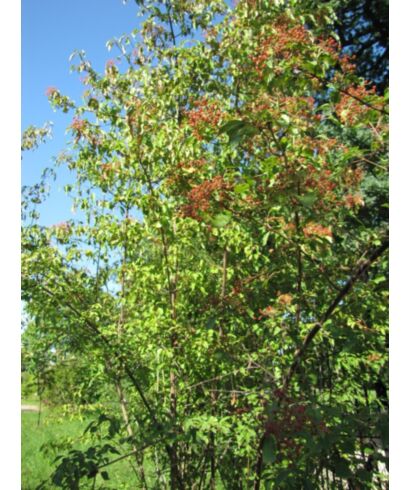 Kalina brzozolistna (łac. Viburnum betulifolium)