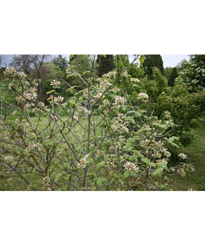 Kalina (Viburnum cotinifolium)