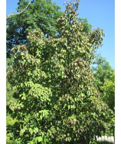 Kalina (Viburnum lobophyllum) (łac. Viburnum lobophyllum)