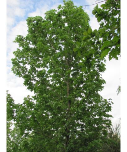 Klon jawor (łac. Acer pseudoplatanus)