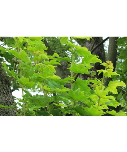 Klon jawor 'Aurea' (łac. Acer pseudoplatanus)