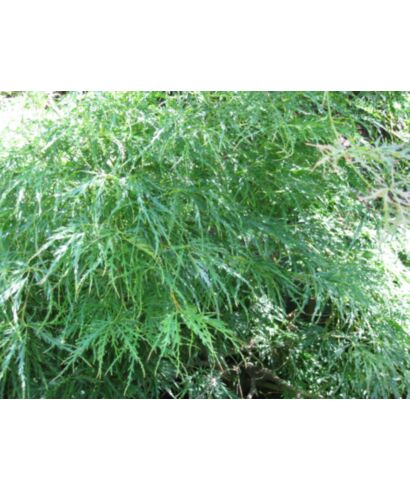 Klon palmowy  'Dissectum' (łac. Acer palmatum)