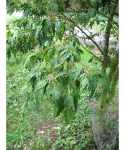 Klon palmowy 'Sessilifolium' (łac. Acer palmatum)