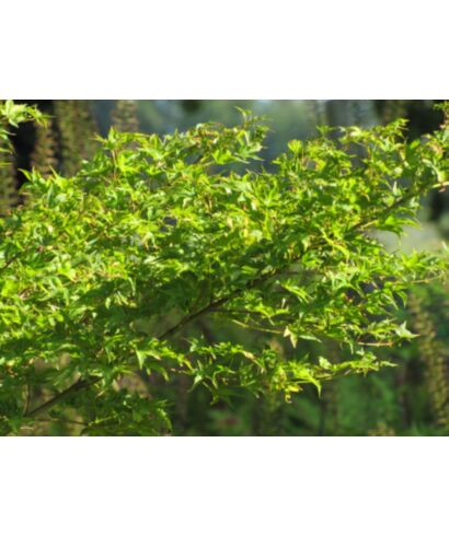 Klon palmowy  'Tsuchigumo' (łac. Acer palmatum)