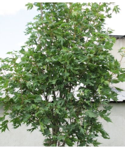 Klon pospolity 'Laciniatum' (łac. Acer platanoides)