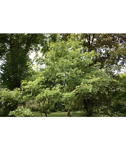 Klon ściętolistny (łac. Acer truncatum)