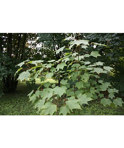 Klon (Acer caesium) (łac. Acer caesium)