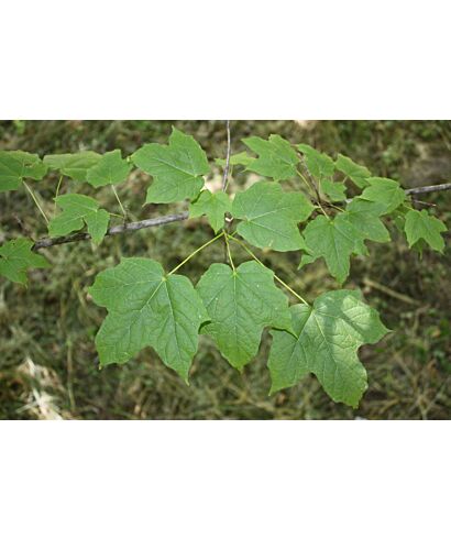 Klon cukrowy podg. nigrum (łac. Acer saccharum ssp.)