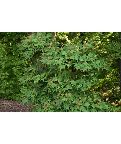 Klon drobnokwiatowy (łac. Acer micranthum)