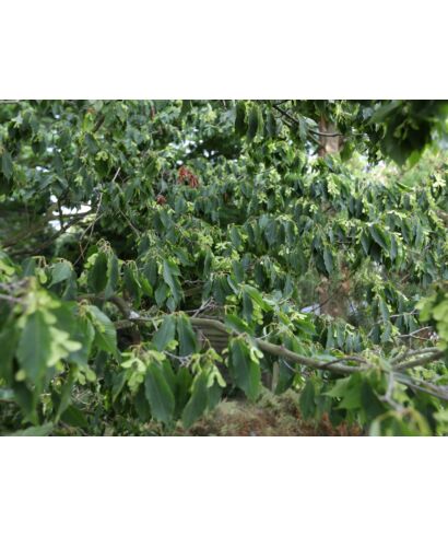 Klon grabolistny 'Esveld Select (łac. Acer carpinifolium)
