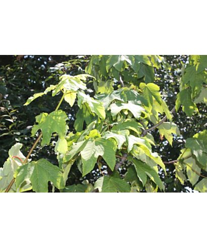 Klon jawor  'Worley' (łac. Acer pseudoplatanus)