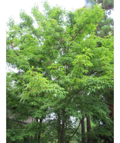 Klon mandżurski (łac. Acer mandshuricum)