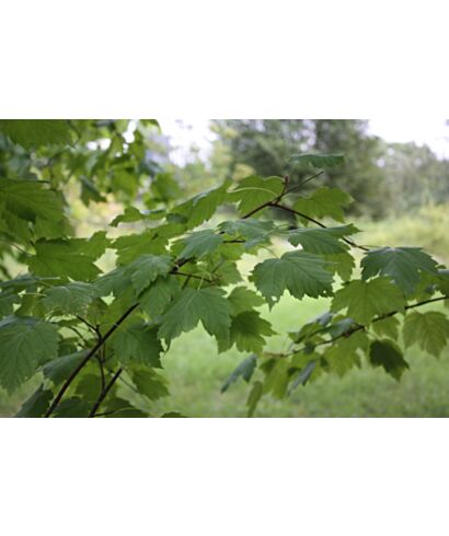 Klon nagi (łac. Acer glabrum)