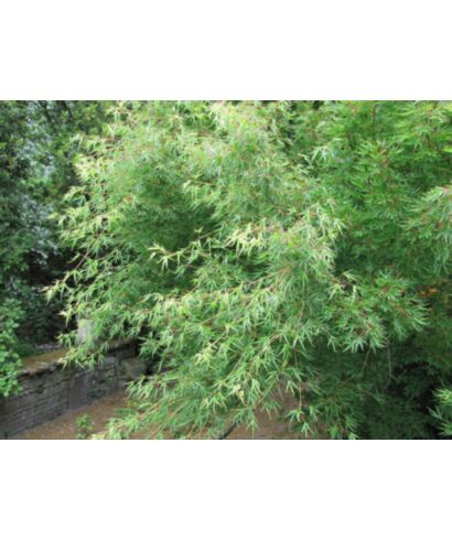 Klon palmowy 'Kurui Jishi'  (łac. Acer palmatum)