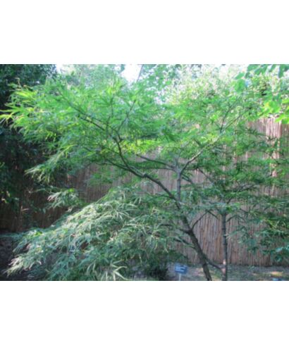 Klon palmowy 'Linearilobum' (łac. Acer palmatum)