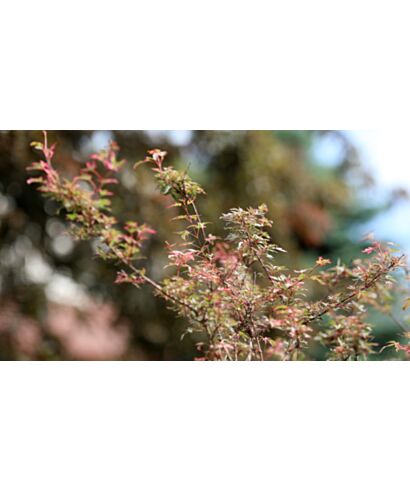 Klon palmowy 'Marlo' (łac. Acer palmatum)