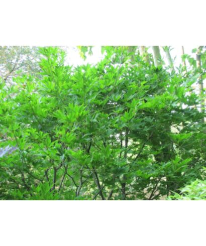 Klon palmowy 'Rufescens' (łac. Acer palmatum)